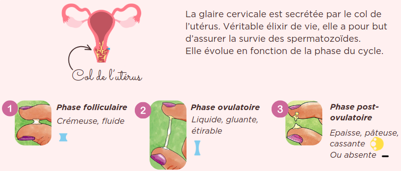 les 3 types de Glaire cervicale